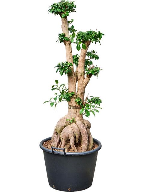 Ficus microcarpa 'Ginseng'