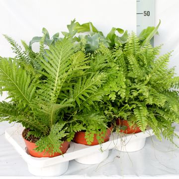 Ferns MIX