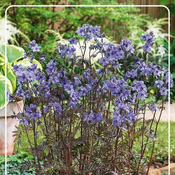 Polemonium yezoense 'Purple Rain Strain'