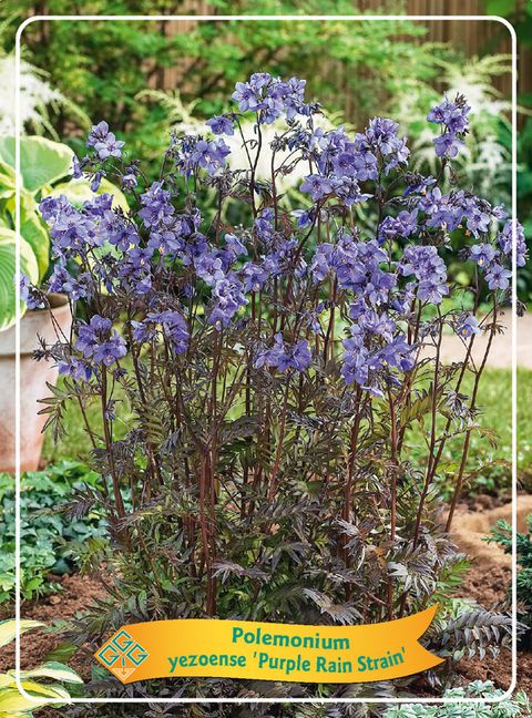 Polemonium yezoense 'Purple Rain Strain'