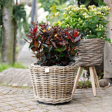 Hypericum MIRACLE MIX