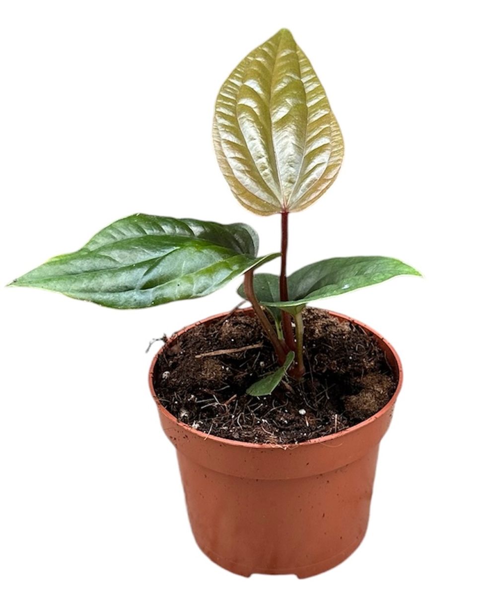 177 nigrolaminum ニグロナミナム アンスリウム Secret Bazaar | _