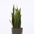 Sansevieria trifasciata 'Laurentii'