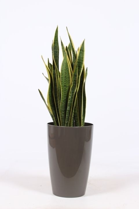 Sansevieria trifasciata 'Laurentii'