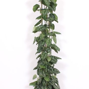 Scindapsus pictus 'Trebie'