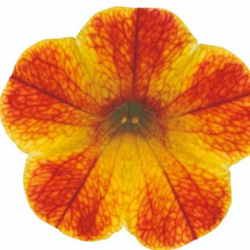 Calibrachoa CABARET DIVA ORANGE