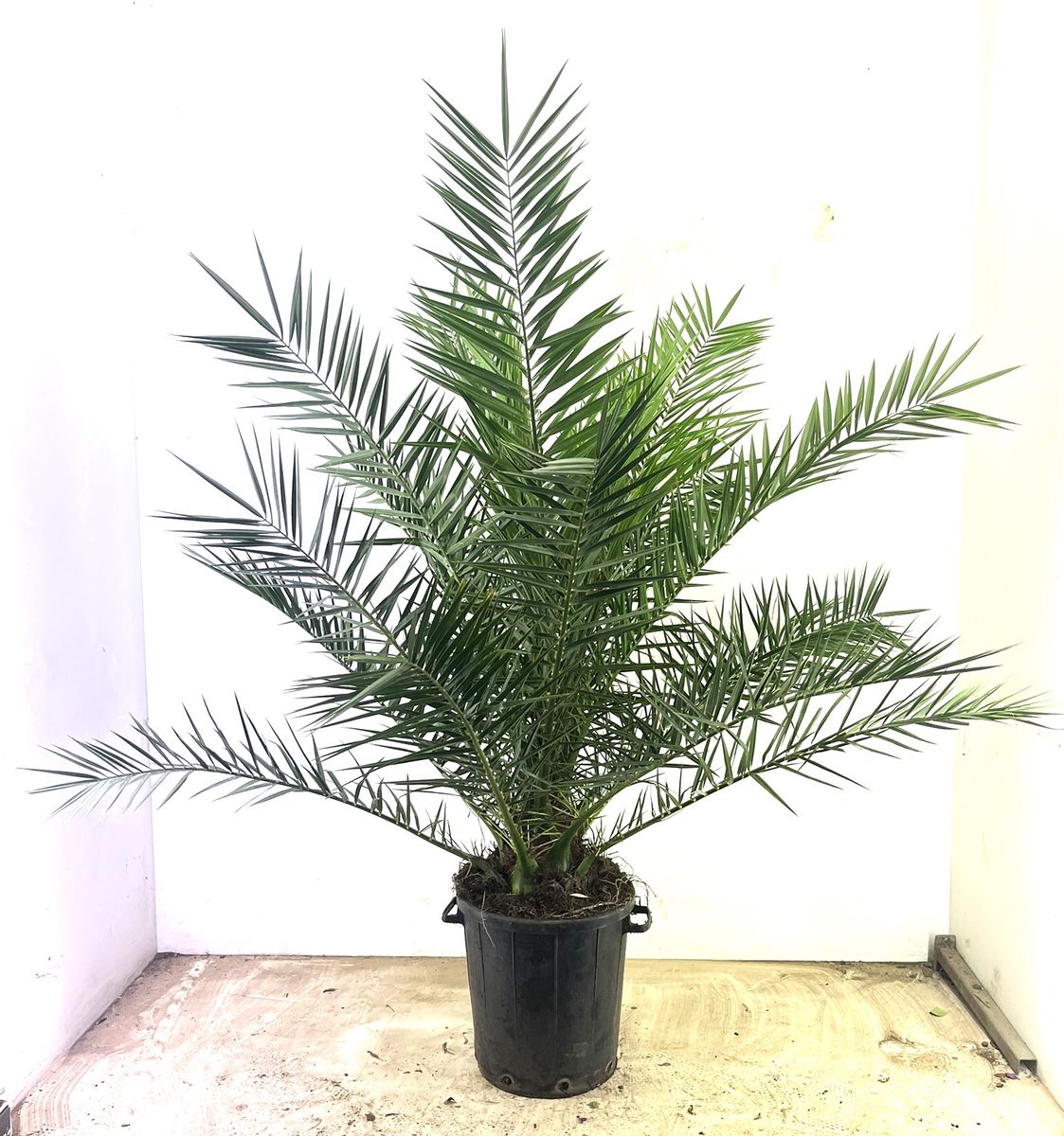 Phoenix Canariensis 180 Cm O24cm Sv
