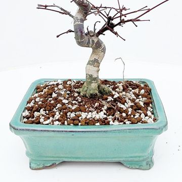 Acer palmatum 'Deshôjô'