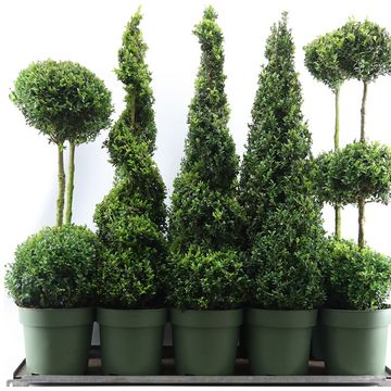 Buxus sempervirens MIX