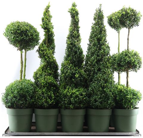 Buxus sempervirens MIX