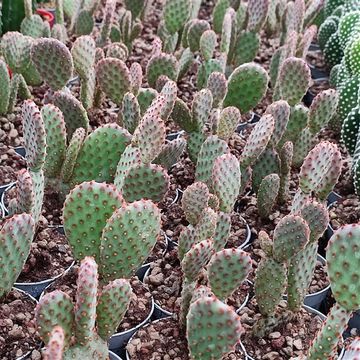 Opuntia microdasys rufida