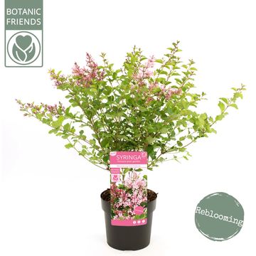 Syringa BLOOMERANG PINK PERFUME