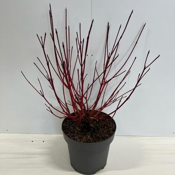 Cornus alba 'Sibirica'