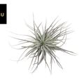 Tillandsia SUPER SILVER