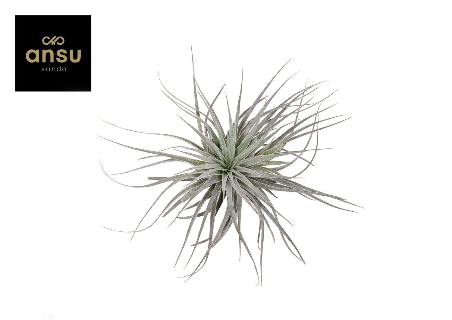 Tillandsia SUPER SILVER — Plant Wholesale FlorAccess