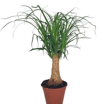 Beaucarnea recurvata