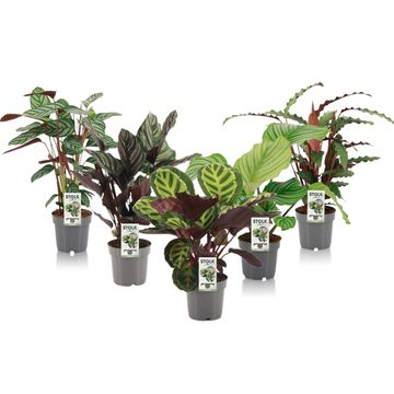 Calathea MIX