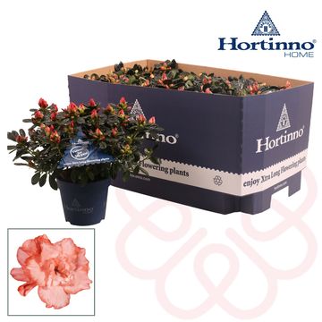 Rhododendron HORTINNO CHRISTINE MAGIC