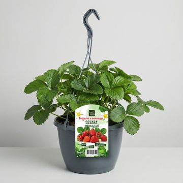 Fragaria x ananassa MIX