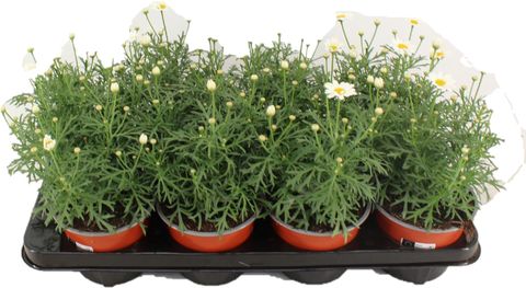 Argyranthemum frutescens LA RITA COMPACT WHITE