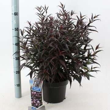 Strobilanthes anisophylla BRUNETTHY