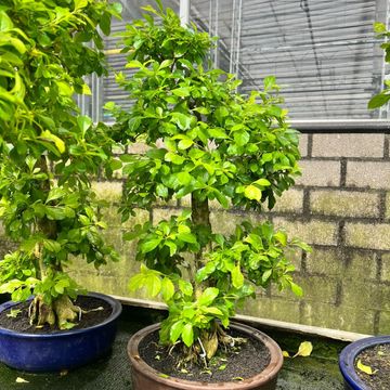 Duranta erecta