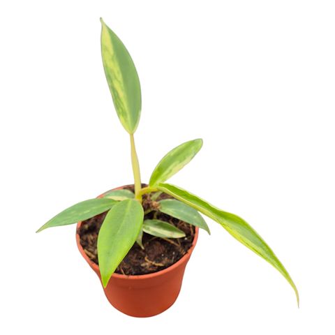 Philodendron Florida x Tortum