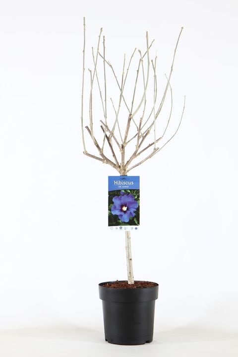 Hibiscus syriacus 'Marina'