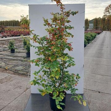Parrotia persica