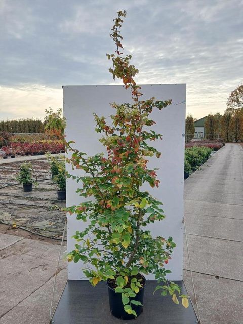 Parrotia persica