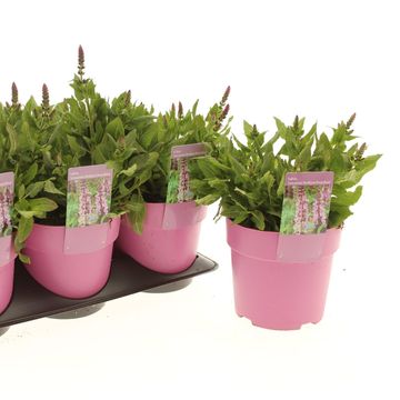 Salvia nemorosa SENSATION MEDIUM DEEP ROSE