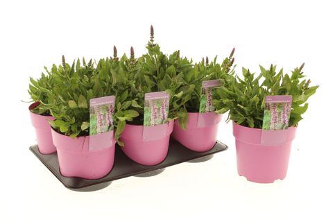 Salvia nemorosa SENSATION MEDIUM DEEP ROSE