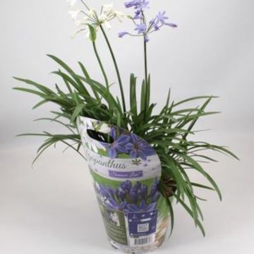 Agapanthus SUMMER LOVE BLUE