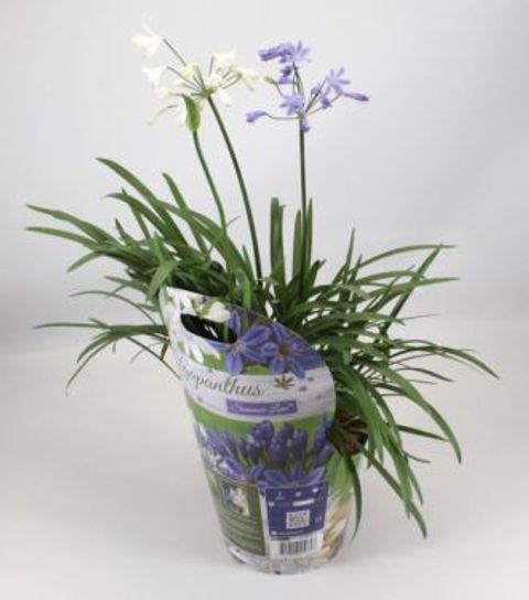 Agapanthus SUMMER LOVE BLUE
