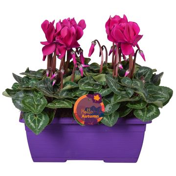 Cyclamen persicum SUPER SERIE S ALLURE MIX