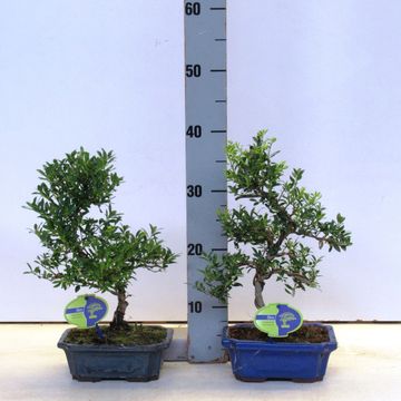 Ilex crenata
