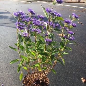 Caryopteris x clandonensis GRAND BLEU