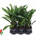 Aspidistra elatior