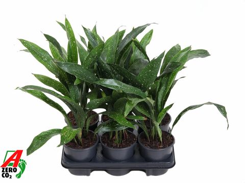 Aspidistra elatior