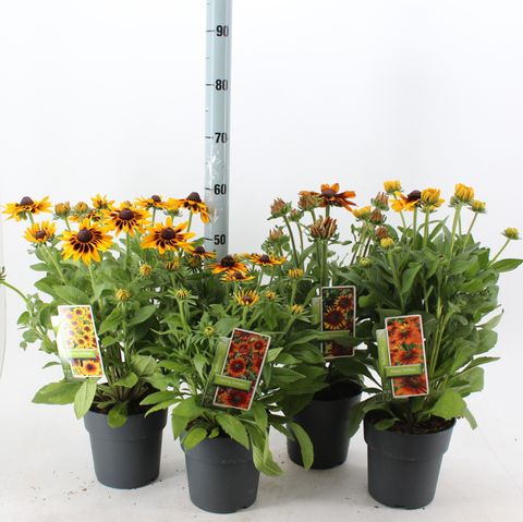 Rudbeckia SMILEYZ MIX