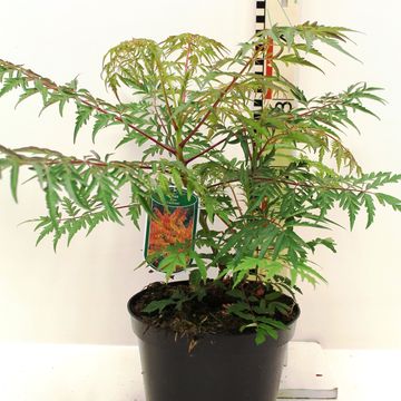 Rhus glabra 'Laciniata'