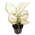 Aglaonema 'White Joy'