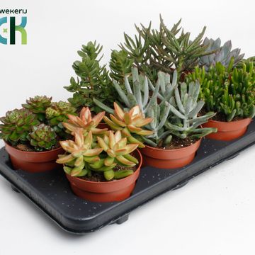 Succulente MIX