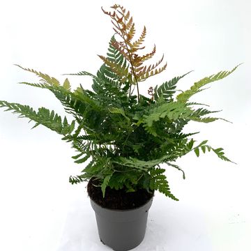 Dryopteris erythrosora 'Brilliance'