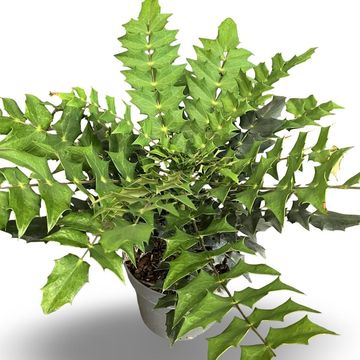 Mahonia x media 'Winter Sun'