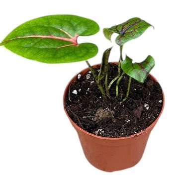 Cyrtosperma johnstonii