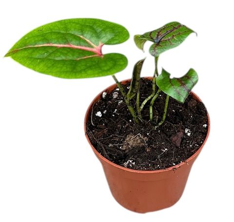 Cyrtosperma johnstonii