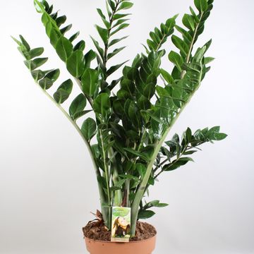 Zamioculcas zamiifolia