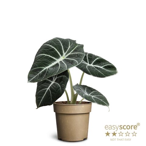Alocasia 'Black Velvet'