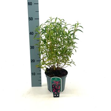 Cistus x purpureus 'Betty Taudevin'